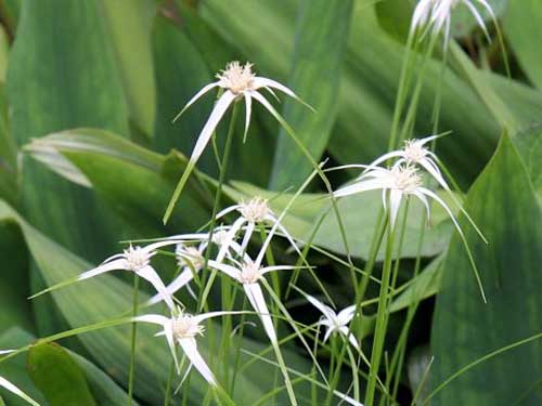 カヤツリグサ科