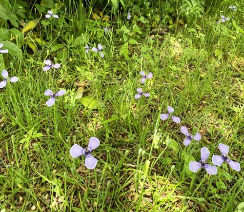 南米原産