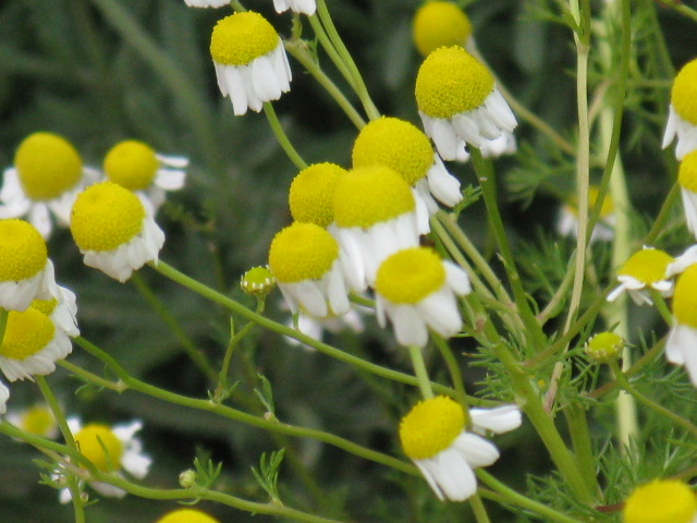 ジャーマンカモミール ハーブ種 花後に枯れる一年草でカミツレとも イパネマおやじ イパネマおやじ ハーブとバラ 育てる 楽しさは１株から心と風景が豊かになる夢の時間