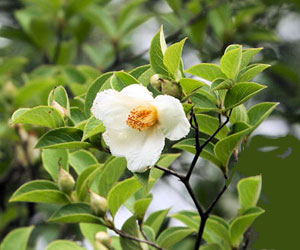 ナツツバキ 季節の花 ツバキに似た花を夏に咲かせる落葉高木 イパネマおやじ イパネマおやじ ハーブとバラ 育てる楽しさは１株から心と風景が豊かになる夢の時間