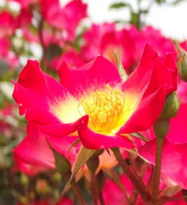 カクテル バラ 一重の房咲きで赤色の花芯は黄色のつるバラ イパネマおやじ イパネマおやじ ハーブとバラ 育てる楽しさは１株から心と風景が豊かになる夢の時間