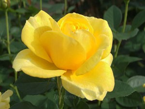 伊豆の踊り子 バラ 遅咲きで濃い黄色のロゼット咲き イパネマおやじ イパネマおやじ ハーブとバラ 育てる楽しさは１株から心と風景が豊かになる夢の時間