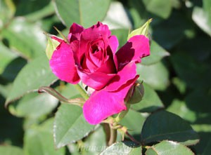 イントゥリーグ バラ 苗濃い紫色の花色と香りが魅力の花 イパネマおやじ イパネマおやじ ハーブとバラ 育てる 楽しさは１株から心と風景が豊かになる夢の時間