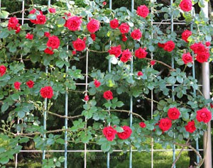 シンパシーは赤色系つるバラの名花といわれます