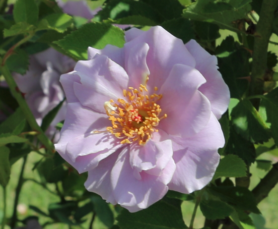 緑光 バラ 珍しい緑色系の中輪花で花もちがよい イパネマおやじ イパネマおやじ ハーブとバラ 育てる楽しさは１株から心と風景が豊かになる夢の時間