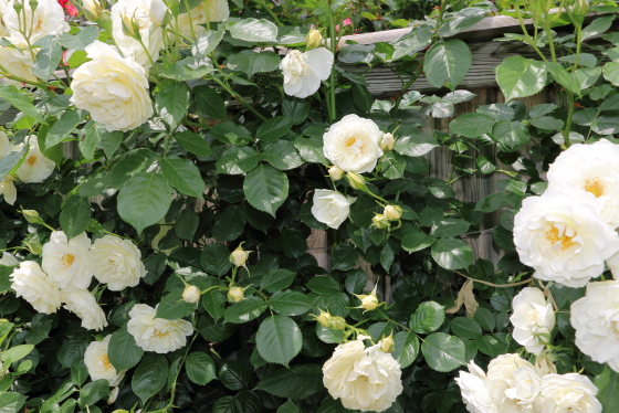 スノーストーム バラ 数輪の房で開花する多花性の白バラ イパネマおやじ イパネマおやじ ハーブとバラ 育てる楽しさは１株から心と風景が豊かになる夢の時間
