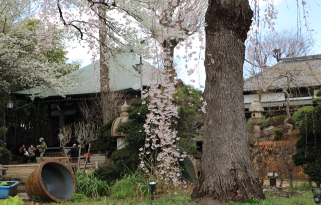 妙法寺の樹高１５ｍ以上の桜