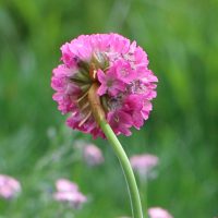 アルメリア 季節の花 ヒョロッと伸びた長い茎が個性的 イパネマおやじ イパネマおやじ ハーブとバラ 育てる楽しさは１株から心と風景が豊かになる夢の時間