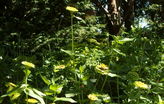 ジニア 季節の花 百日草と呼ばれるジニアエレガンス以外にも多くの品種が イパネマおやじ イパネマおやじ ハーブとバラ 育てる楽しさは１株から心と風景が豊かになる夢の時間