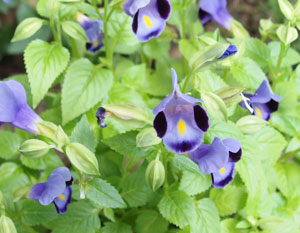 トレニア 季節の花 夏から秋まで咲き続ける イパネマおやじ イパネマおやじ ハーブとバラ 育てる楽しさは１株から心と風景が豊かになる夢の時間