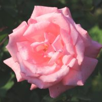 香りが素敵なバラ ダマスク香 | イパネマおやじ｜ハーブとバラ