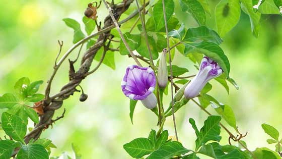 アサガオの植え付け期は５ ６月 季節の花 夏に咲く花 イパネマおやじ ハーブとバラ 育てる楽しさは１株から心と風景が豊かになる夢の時間