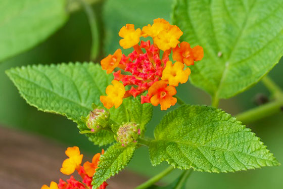 ランタナの植え付け期は４ ６月 季節の花 イパネマおやじ イパネマおやじ ハーブとバラ 育てる楽しさは１株から心と風景が豊かになる夢の時間