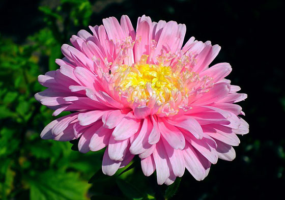 アスター 季節の花 初夏から秋まで長く鑑賞できる イパネマおやじ イパネマおやじ ハーブとバラ 育てる楽しさは１株から心と風景が豊かになる夢の時間