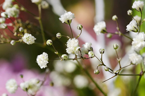 カスミソウ 季節の花 白色の小花を多数咲かせる春の花 イパネマおやじ イパネマおやじ ハーブとバラ 育てる 楽しさは１株から心と風景が豊かになる夢の時間