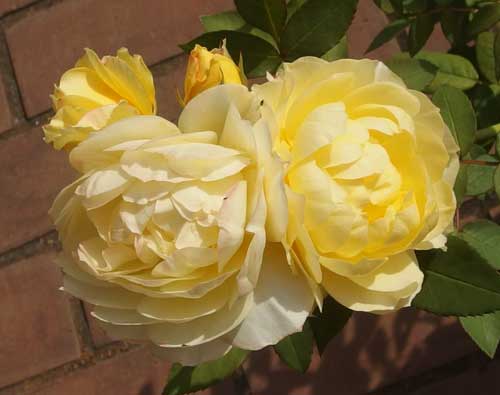 黄色系のバラ